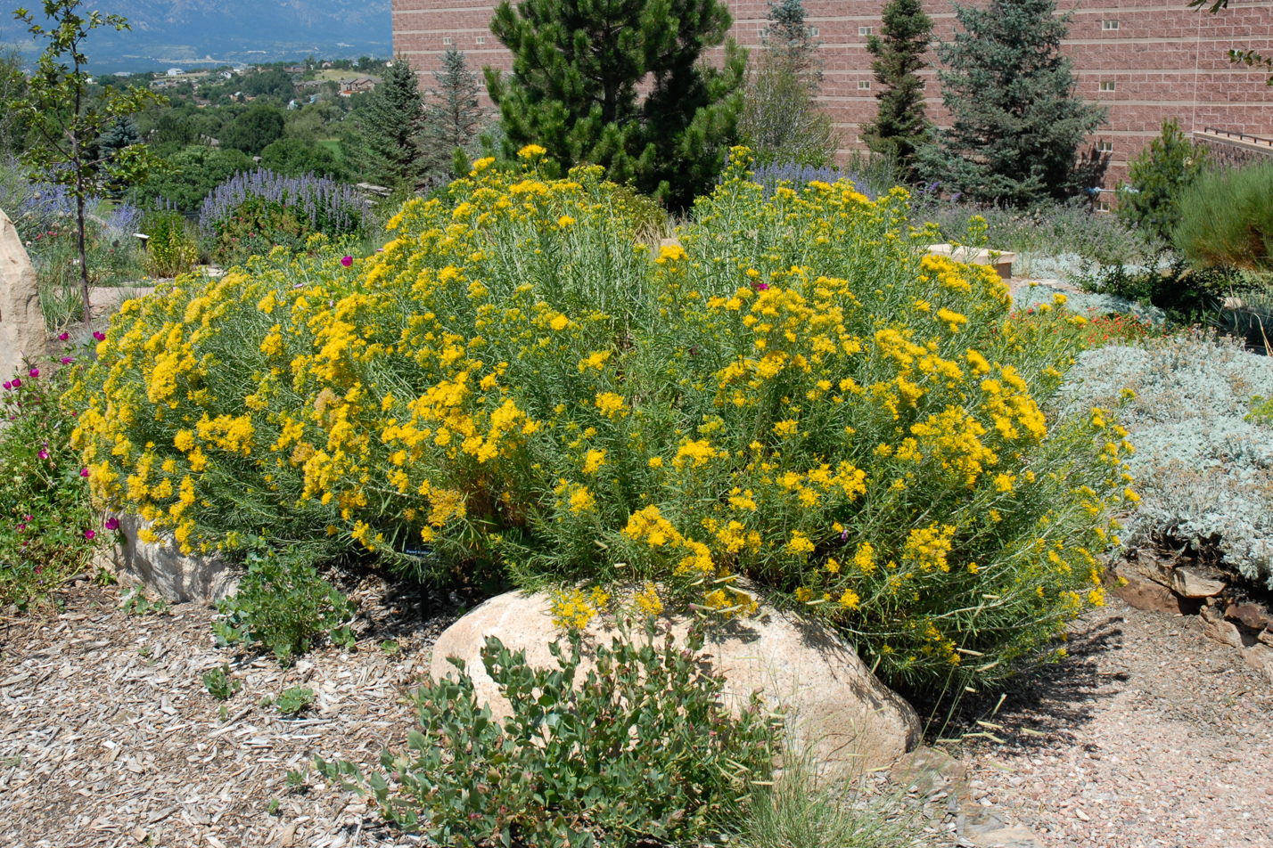 Dwarf Blue Rabbitbrush